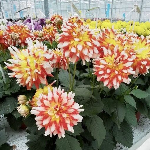 Dahlia Hypnotica Candy Corn