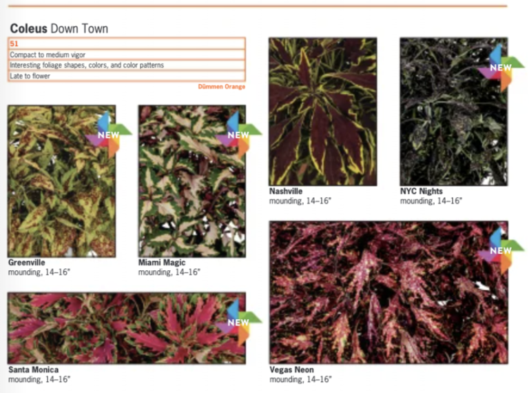 Down Town Coleus Update Mast Young Plants