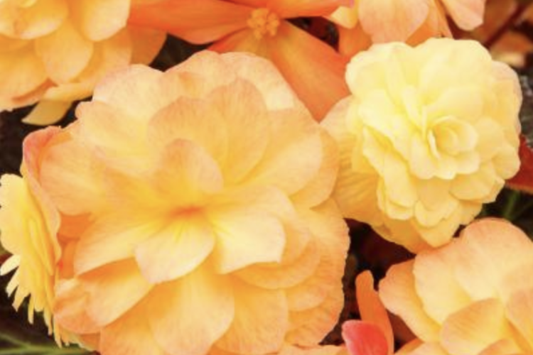 Begonia iCandy™ Sunset