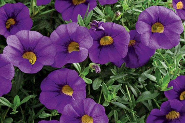 Calibrachoa Million Bells® Trailing Blue
