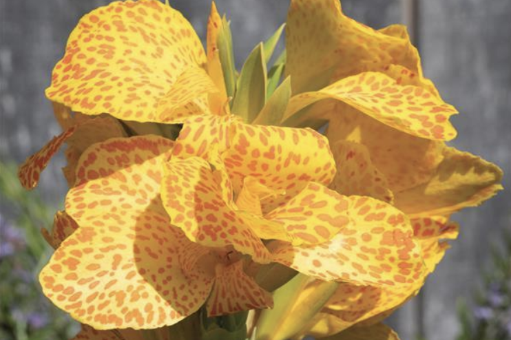 Canna Canova® Gold Leopard