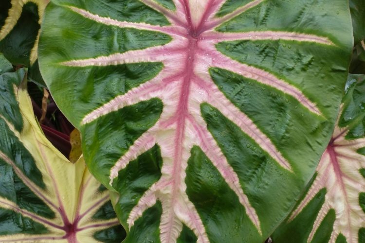 Colocasia Royal Hawaiian® Waikiki