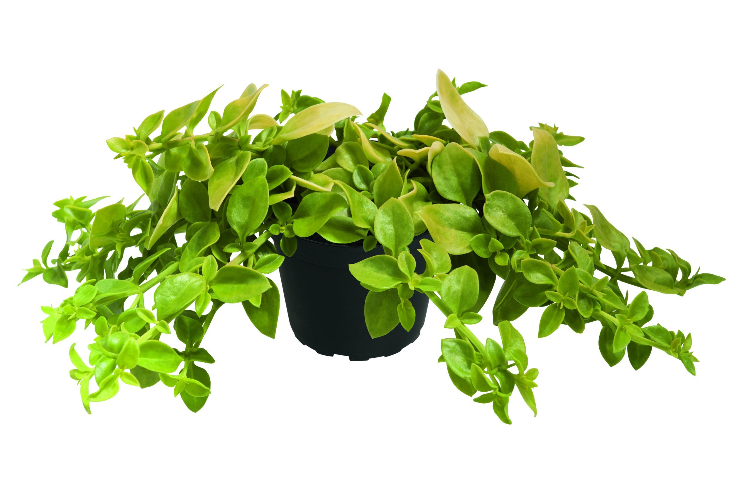 Dorotheanthus-Aptenia-Golden-Cascade-2