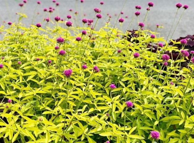Gomphrena Cosmic Flare