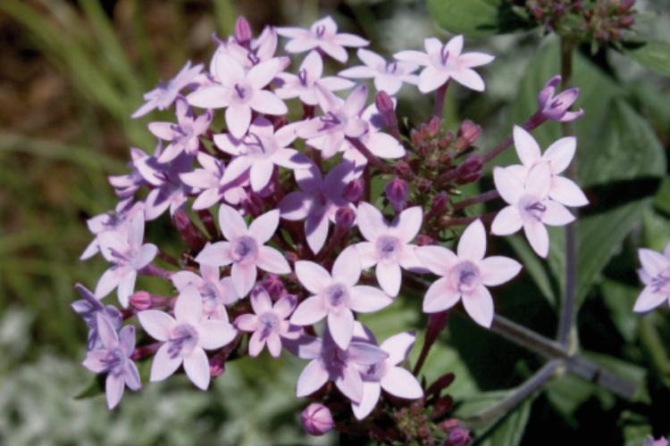 Pentas Northern Lights™ Lavender