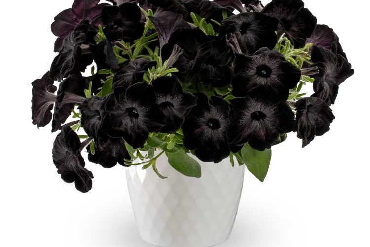 Petunia Fun House™ Black Widow