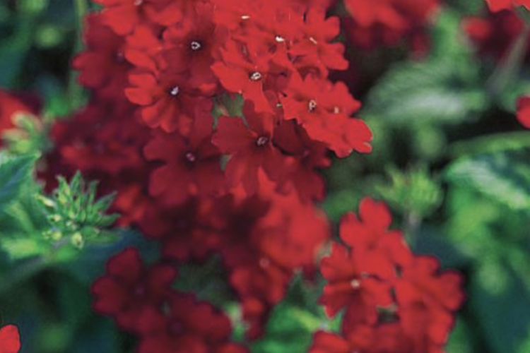 Verbena Temari™ Trailing Red
