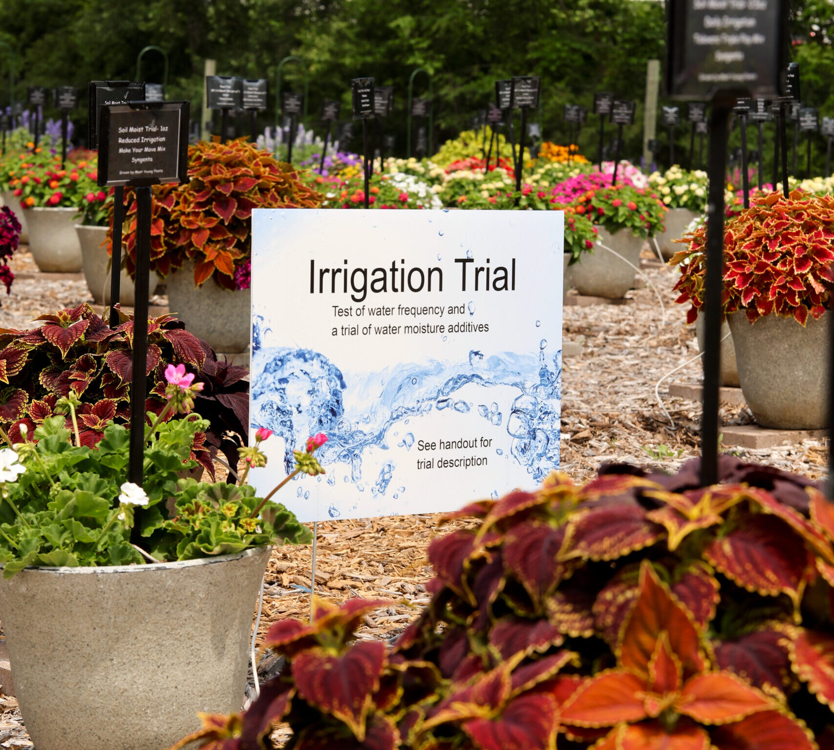 Irrigation Trial