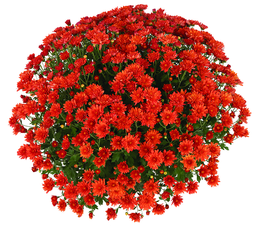Chrysanthemum Pamela™ Orange