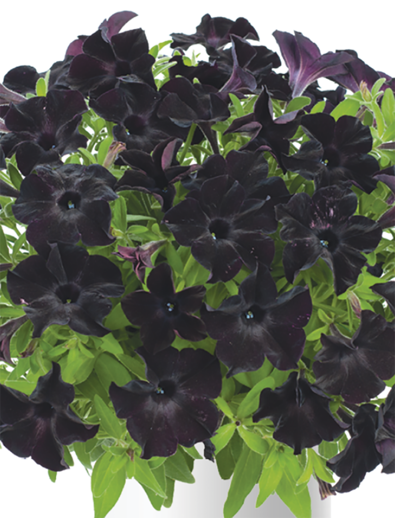 Petunia Black Ray™