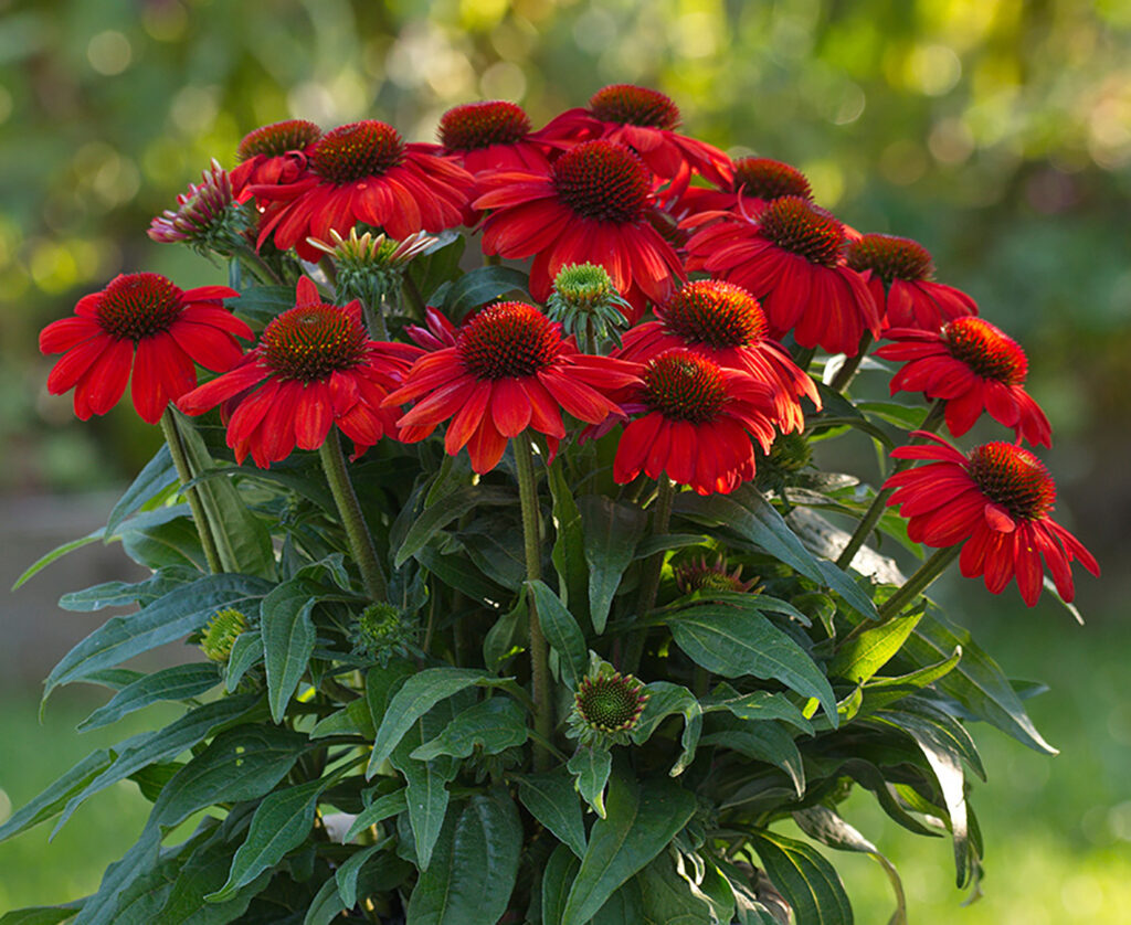 Echinacea SunMagic Vintage Electric Orange