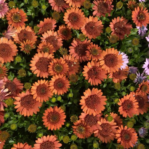 Osteosperumum 4d™ Orange