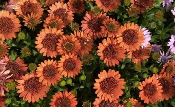 Osteosperumum 4d™ Orange