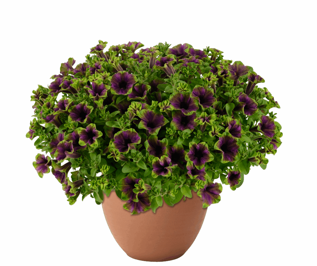 AMAZONAS™ Midnight Finch Danziger