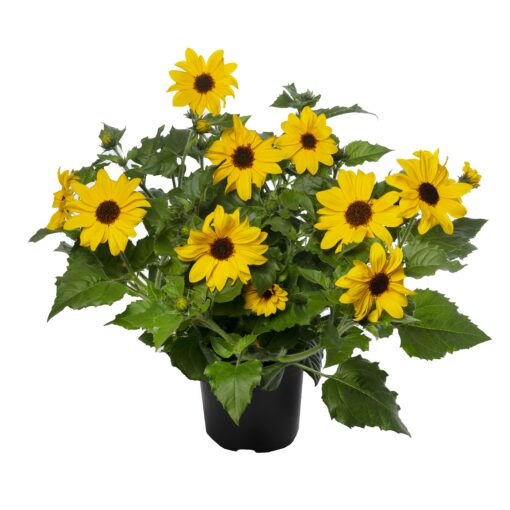 Sunfinity Helianthus Single Yellow