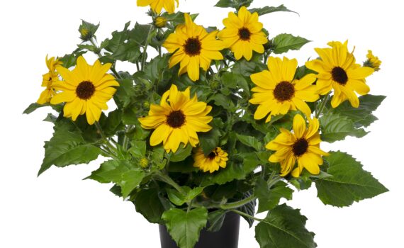 Sunfinity Helianthus Single Yellow