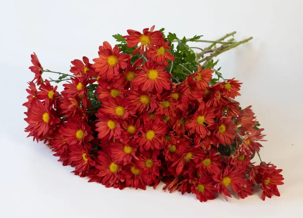 Cut Flower Mum Auburn™ Orange