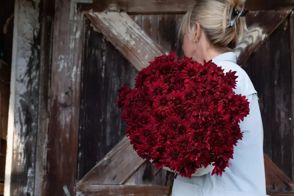 Cut Flower Mum Delanov™ Red