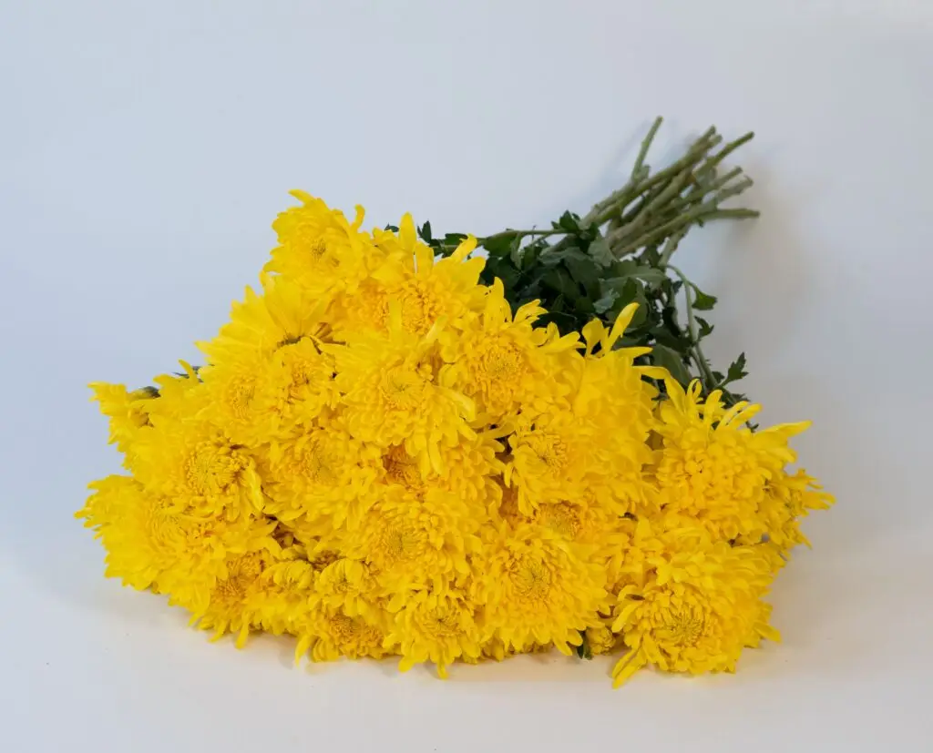 Cut Flower Mum Golden Gate™ Yellow
