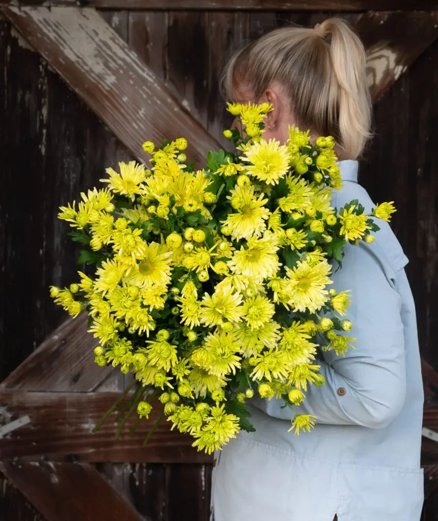Cut Flower Mum Green Valley™ Yellow-Green
