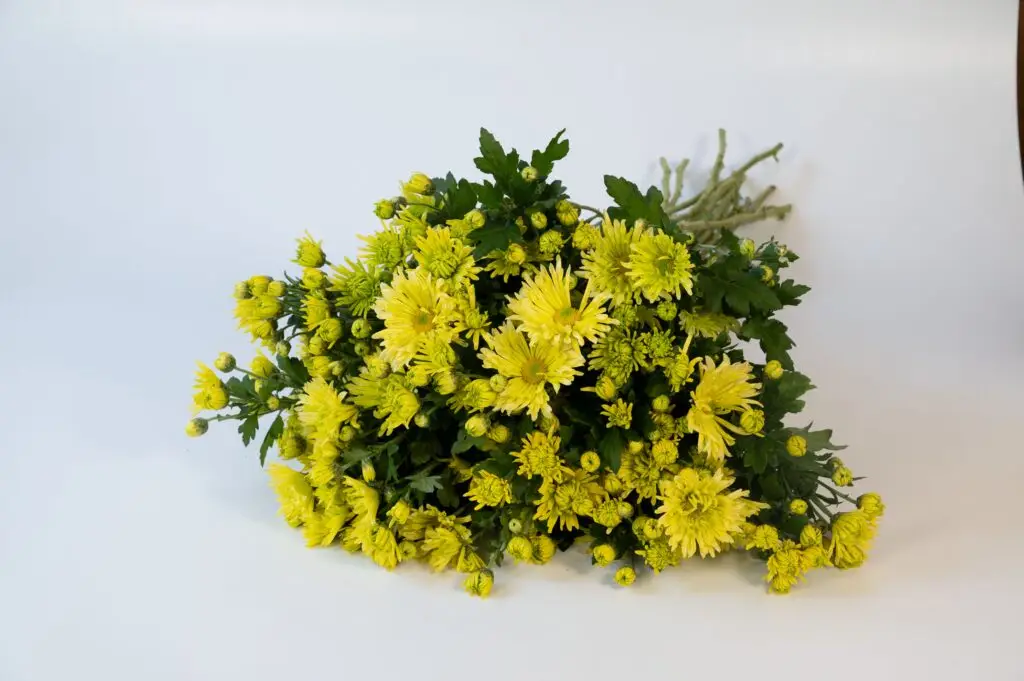 Cut Flower Mum Green Valley™
