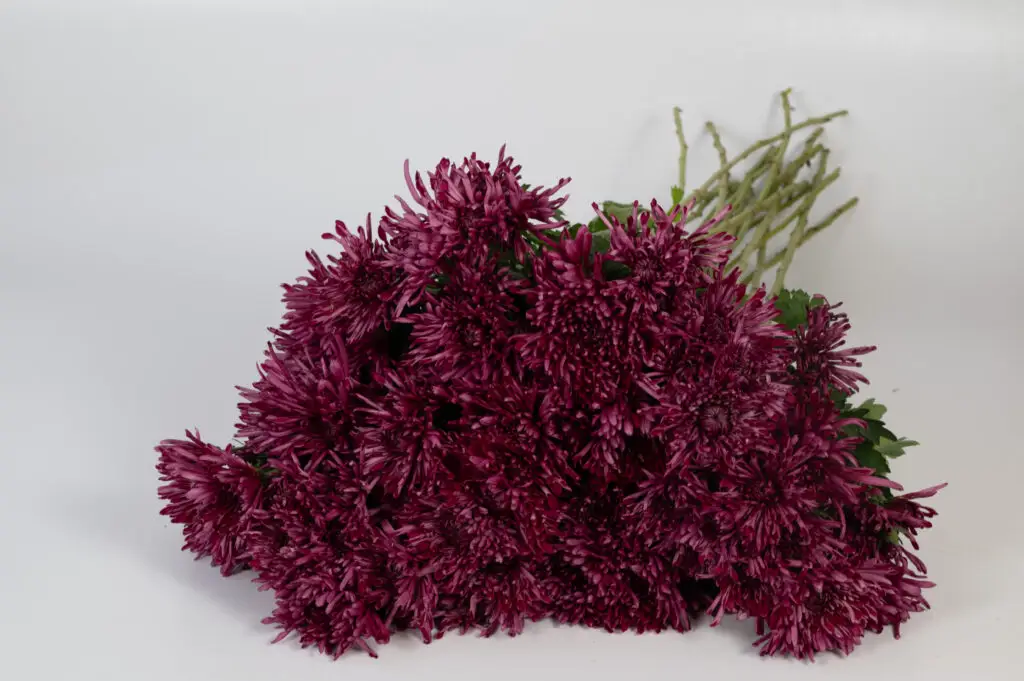 Cut Flower Mum Pittsburg Purple™
