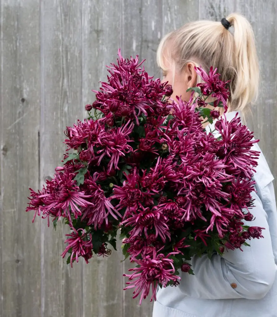 Cut Flower Mum Pittsburgh™ Purple