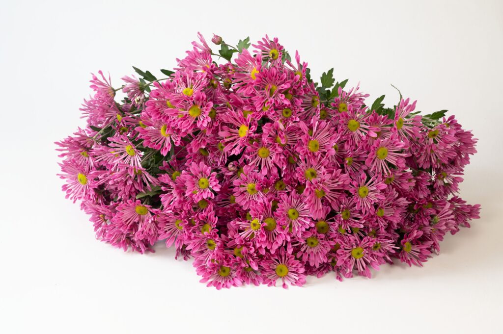 Cut Flower Mum Starling™ Pink