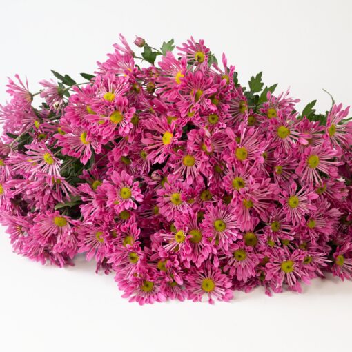 Cut Flower Mum Starling™ Pink