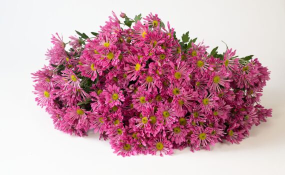 Cut Flower Mum Starling™ Pink