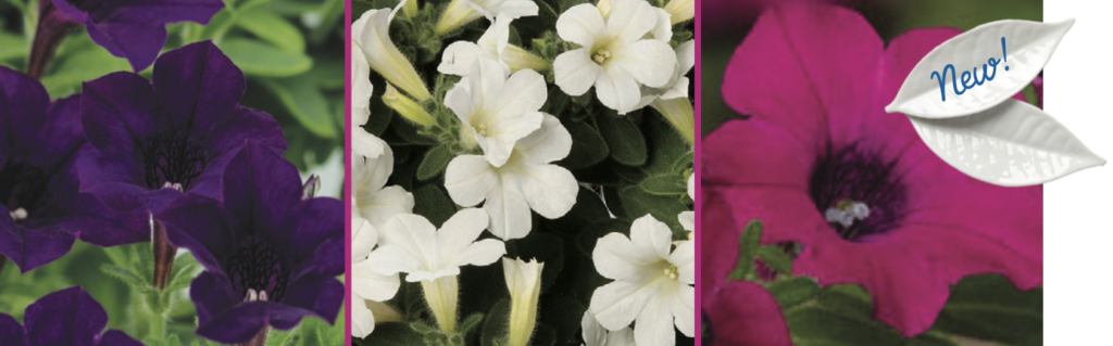 Mixed flowers