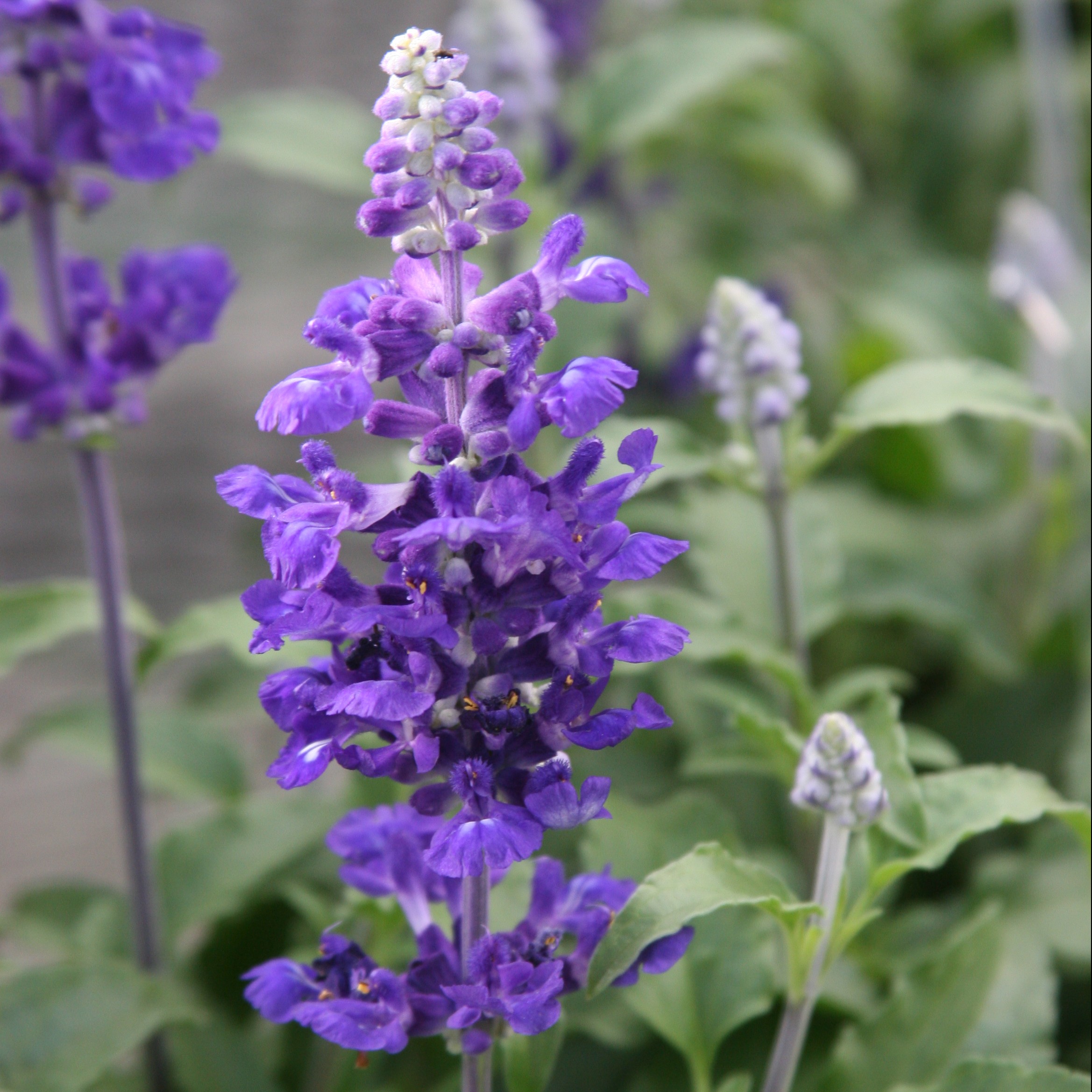 Blue Sage Plants Varieties