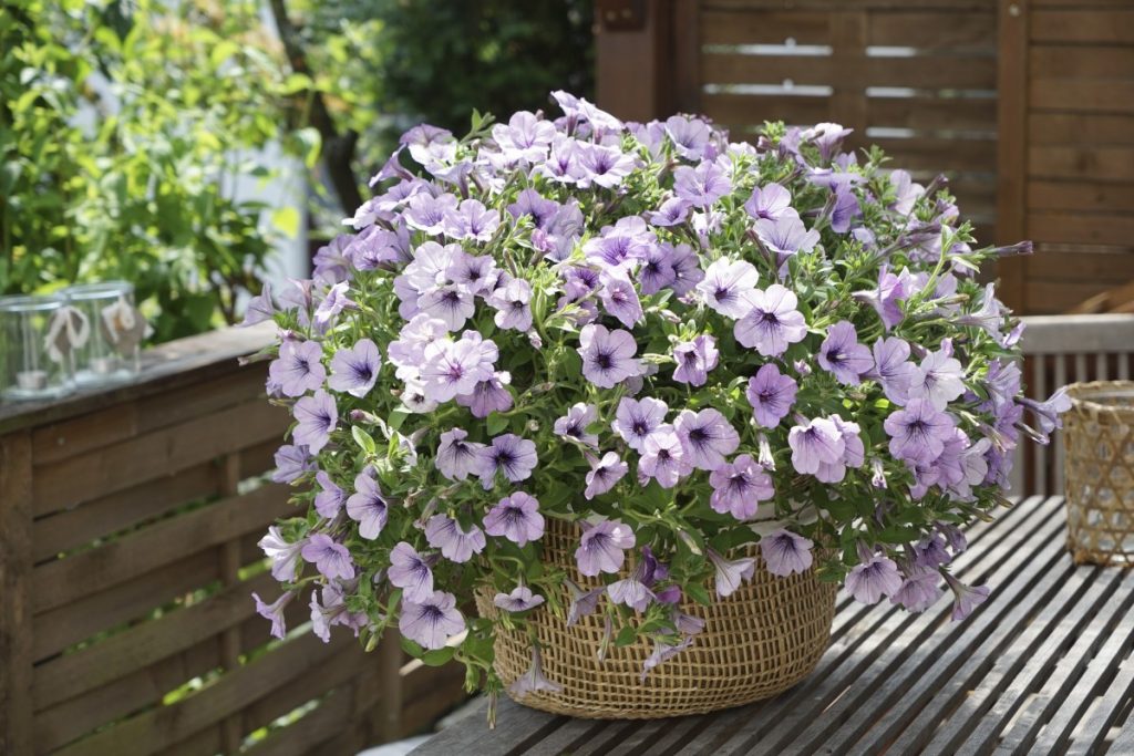 Introducing Headliner™ Crystal Sky Petunia Mast Young Plants