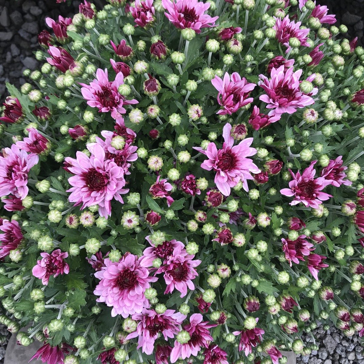 Mum Trends and Trials Mast Young Plants