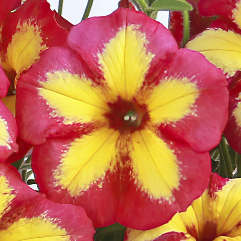 2021 LIMITED PRERELEASE Petunia Fun House™ Potpourri Mast Young Plants