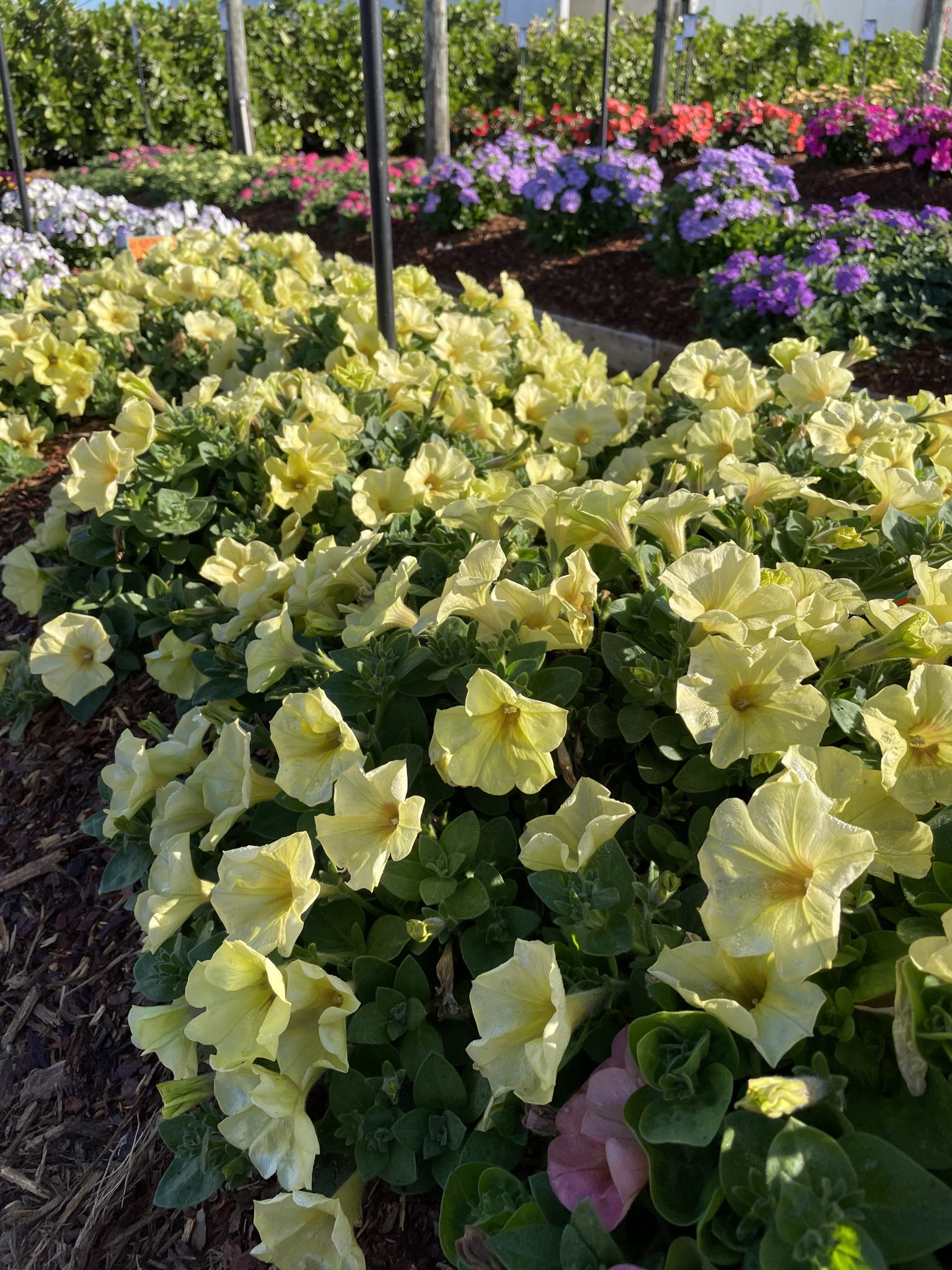 2021 LIMITED PRERELEASE Petunia Fun House™ Potpourri Mast Young Plants