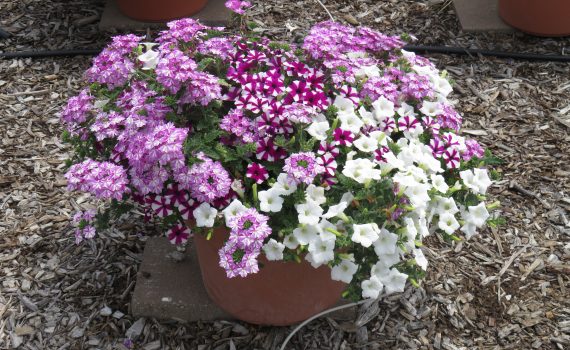 Kwik Kombo Bluberry Twist