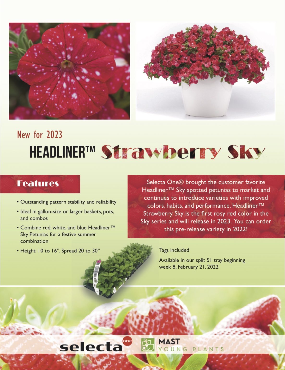 2022 LIMITED PRE RELEASE Headliner Strawberry Sky Mast Young Plants 2022-limited-pre-release-headliner-strawberry-sky-mast-young-plants
