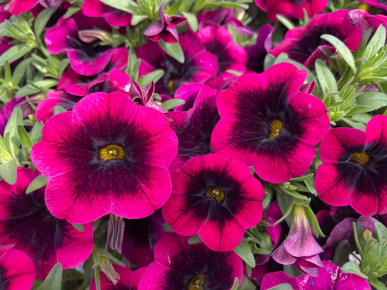 Reducing Calibrachoa Virus Risk with Innovative Growing Approach Mast Young Plants