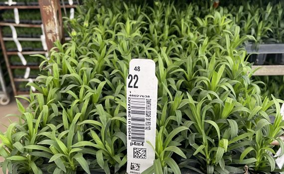 Dianthus Oscar