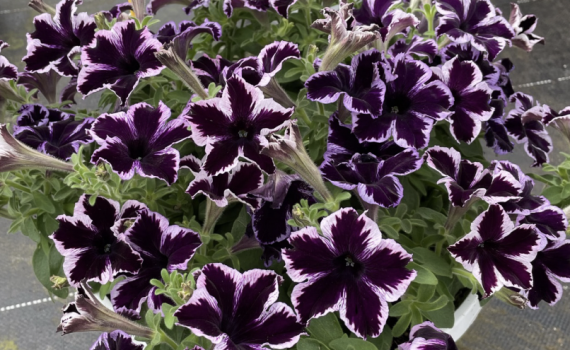 Crazytunia® Cosmic Violet