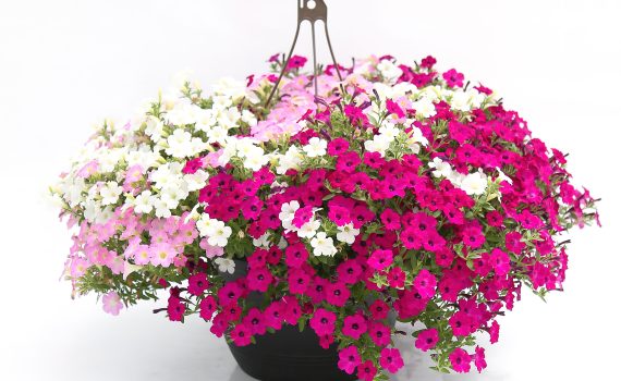 Kwik Kombo™ Trifection Mix