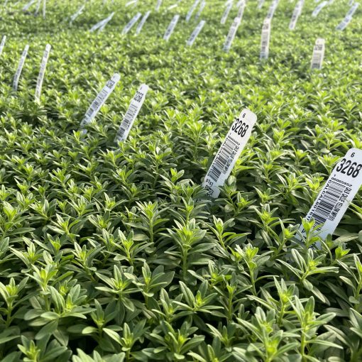 Calibrachoa MiniFamous® Neo Deep Yellow trays