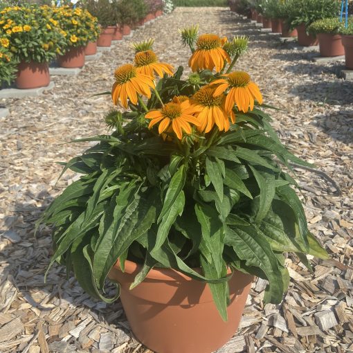 Guatemala Gold field trial