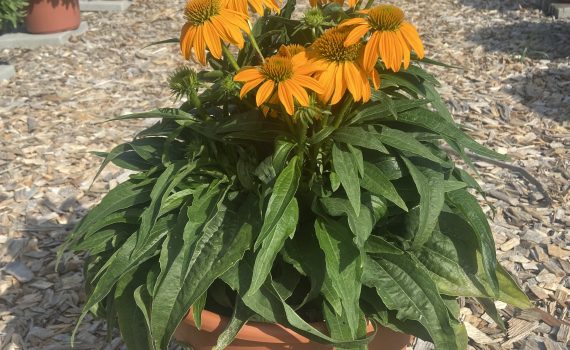 Guatemala Gold field trial