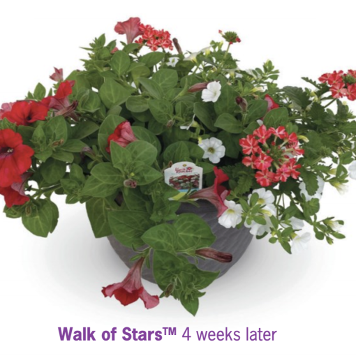 Quick Block Walk of Stars