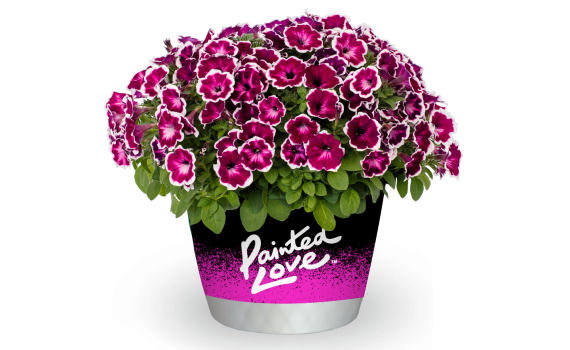 Petunia Painted Love