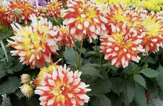 Dahlia Hypnotica Candy Corn