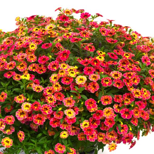 Calibrachoa Cielo Firecracker