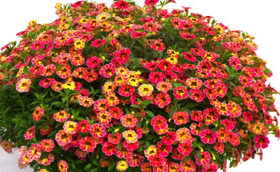 Calibrachoa Cielo Firecracker